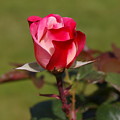Tea Rose Bud